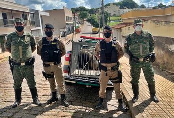Candeias - PM resgata animal silvestre que vagava pela área central da cidade 